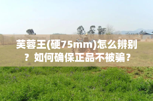芙蓉王(硬75mm)怎么辨别？如何确保正品不被骗？